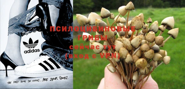 стафф Алзамай
